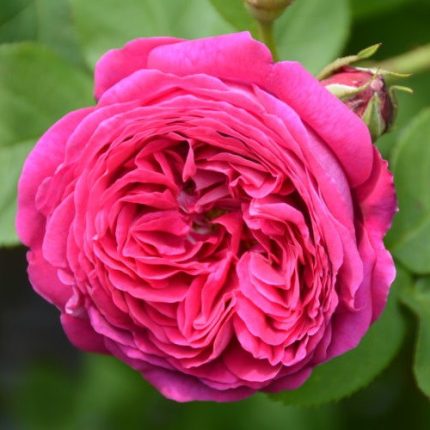 Rose Harmony Ritual Scrub 60'